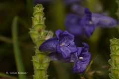 Perilepta auriculata